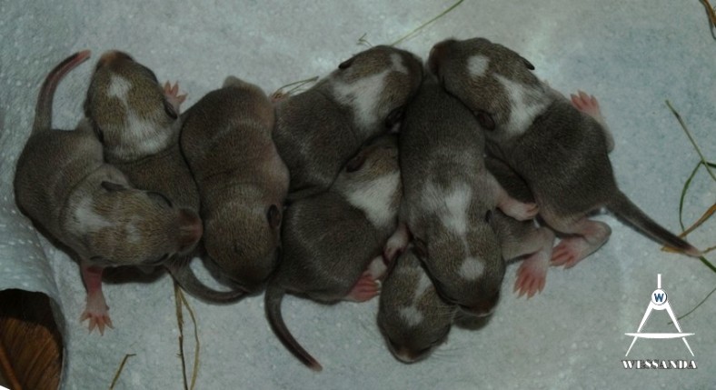 L&B2 zilveragouti's 9 dagen oud