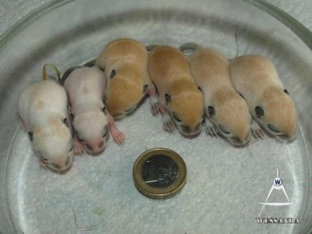 S&L 1 pups 10 dagen oud