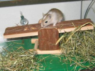 ronnie en yvonne, streepje