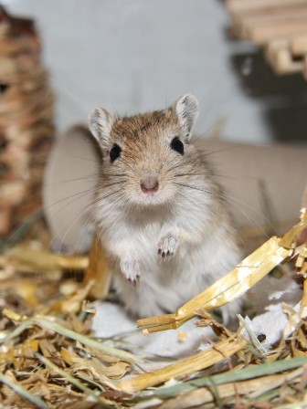 Sonja v. Cr mr Brown