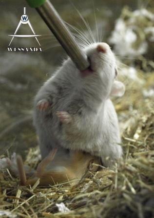 Muis en jong drinken