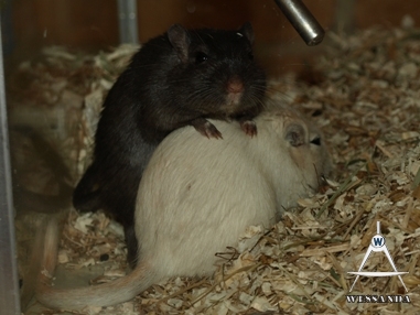 2011-03-29 Benji & Lena (1)