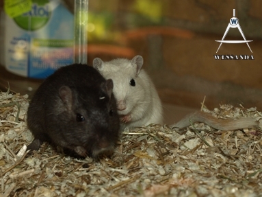 2011-03-29 Benji & Lena (2)