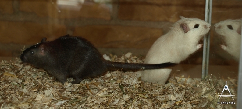 2011-03-29 Benji & Lena breed