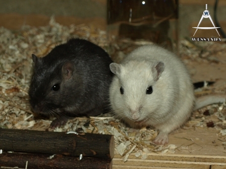 2011-04-04 Benji & Lena