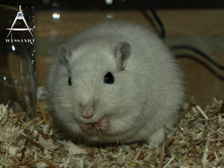 2011-04-15 zwangere Lena