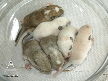 B&L1 pups, 10 dagen oud (1)