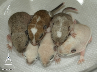 B&L1 pups, 10 dagen oud (2)