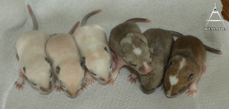 B&L1 pups, 10 dagen oud (3)