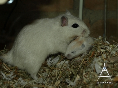 2011-05-04 Lena draagt pup 15 dagen oud