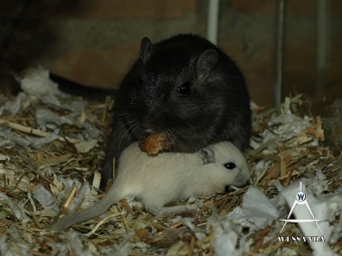 2011-05-07 Benji en pup