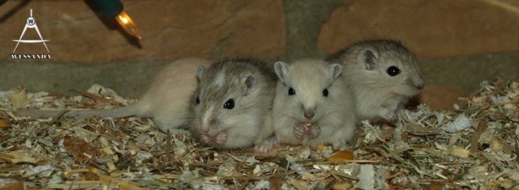 2011-05-11 pups 22 dagen oud