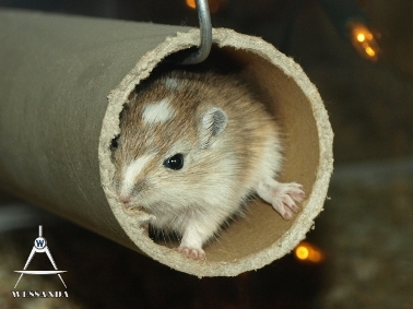 2011-05-12 Agouti Gevlekt
