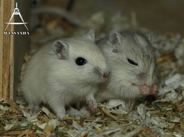 2011-05-12 Broertjes, 23 dagen oud
