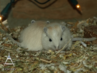 2011-05-13 Algerijn zusjes