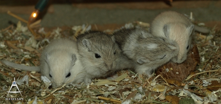 2011-05-13 pups 24 dagen oud