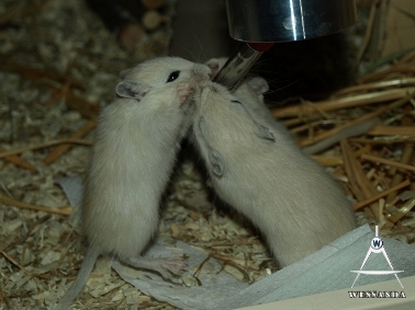 2011-05-15 drinken uit de fles