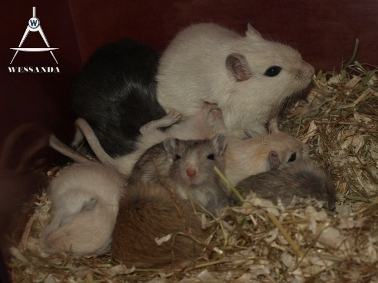 2011-05-15 hele familie 1