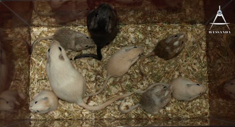 2011-05-15 hele familie pups 26 dagen oud 2