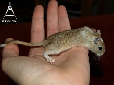 2011-05-15 Agouti Gevlekt