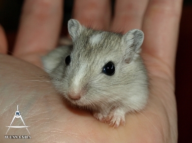 2011-05-15 Zilveragouti Gevlekt