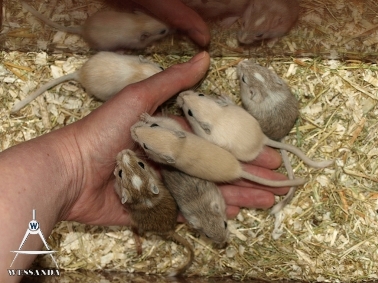 2011-05-15 pups 26 dagen oud