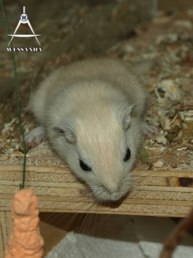 2011-05-19 Poolvos 30 dagen oud