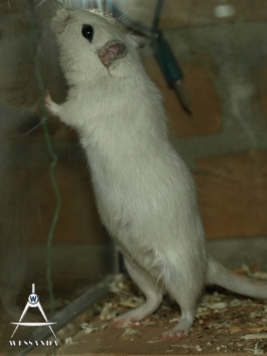 2011-05-19 zwangere Lena