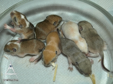 2011-05-31 B&L2 10 dagen oud 1