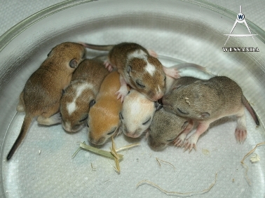 2011-05-31 B&L2 10 dagen oud