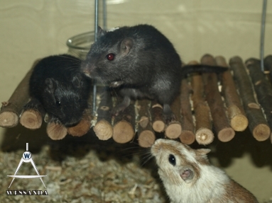 benji, streepie en pup