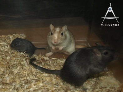 B&S + pup 23 dagen oud (1)