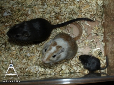 B&S + pup 23 dagen oud (2)