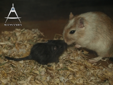 Streepie & pup 23 dagen oud