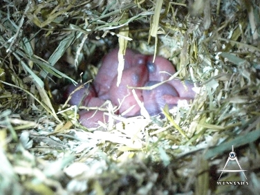 2011-11-10 B&S 1e nest