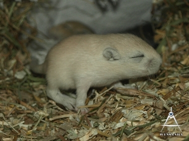 2011-11-25 pup 15 dagen oud