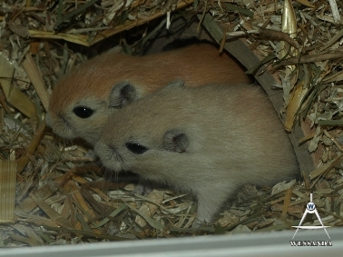 2011-11-28 pups 18 dagen oud