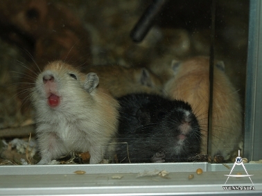 2011-12-02 glaslikfase