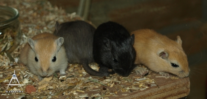 2011-12-03 Algerijn, Burmees, Zwart en Agouti