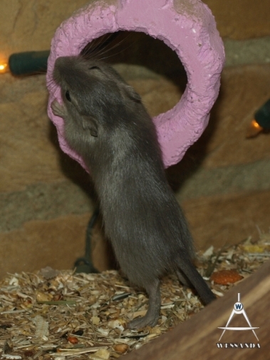 2011-12-03 Burmees aan de mineralensteen