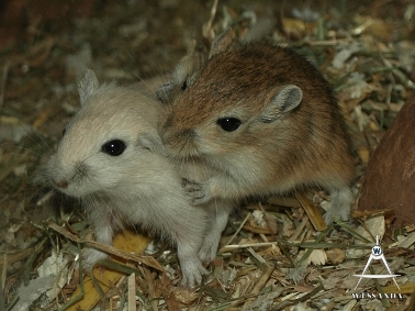 2011-12-03 Cp/Poolvos en Agouti