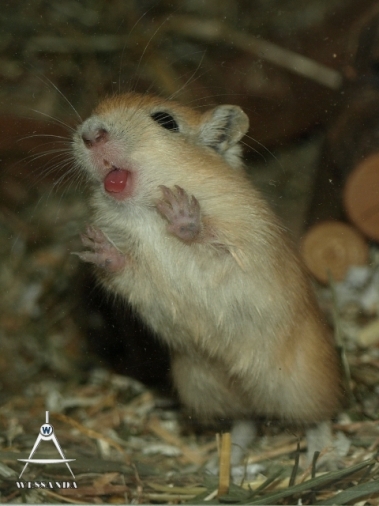 2011-12-03 Nootmuskaat