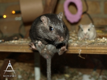 2011-12-05 Benji wil eruit