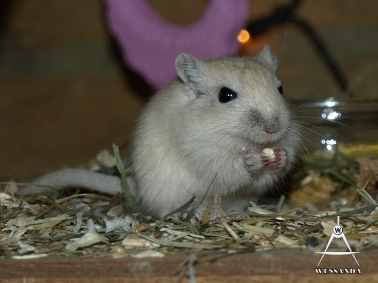 2011-12-05 CP of Poolvos