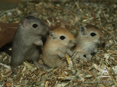 2011-12-07 Burmees, Nootmuskaat en Agouti
