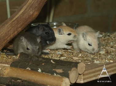 2011-12-07 Burmees, Zwart, Algerijn en Cp/Poolvos