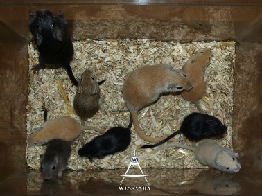 2011-12-10 Benji, Suheyla en pups 30 dagen oud