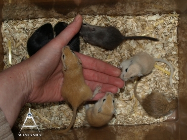 2011-12-10 pups 30 dagen oud