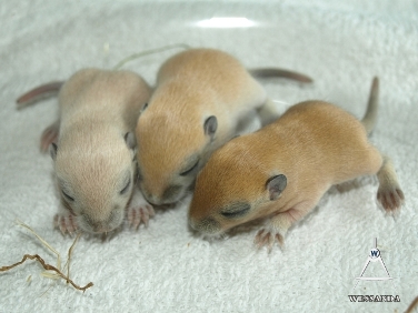 B&S1 CP, Algerijn en Noot