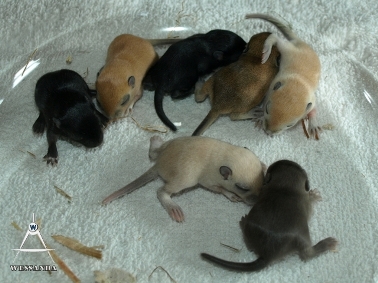 B&S1 pups 10 dagen oud